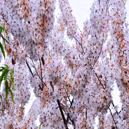 Weeping Yoshino Cherry Tree
