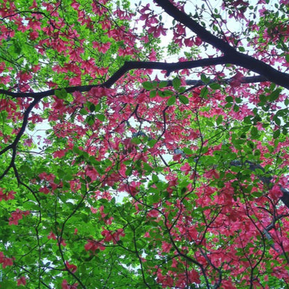 Rubra Pink Flowering Dogwood Tree