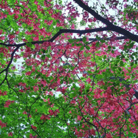 Sky view of Rubra Pink Flowering Dogwood Tree