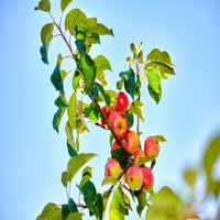 Mature Honeycrisp apple tree viewed from below against a clear blue sky