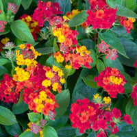 Lantana Camara 'Dallas Red' Golden Yellow & Red Flowers Spring To Frost - [EG]