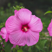 Hibiscus 'Luna Rose'