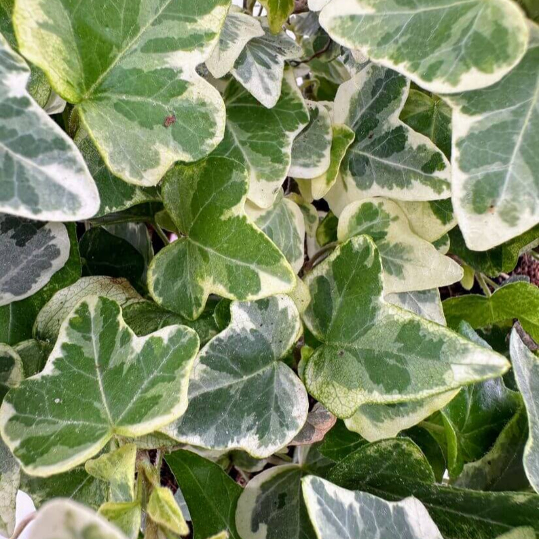 Anne Marie White Variegated Ivy 10 count flat of 4" pots