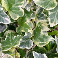 Anne Marie White Variegated Ivy 10 count flat of 4" pots