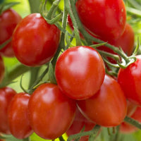 Tomato Plant 'Fantastico'