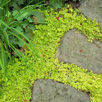 Perfect for pond edges and moist areas.