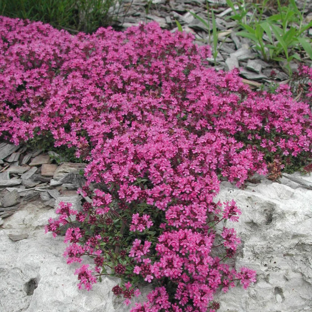 Thymus praecox &