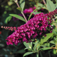 Butterfly Towers  Magenta Butterfly Bush