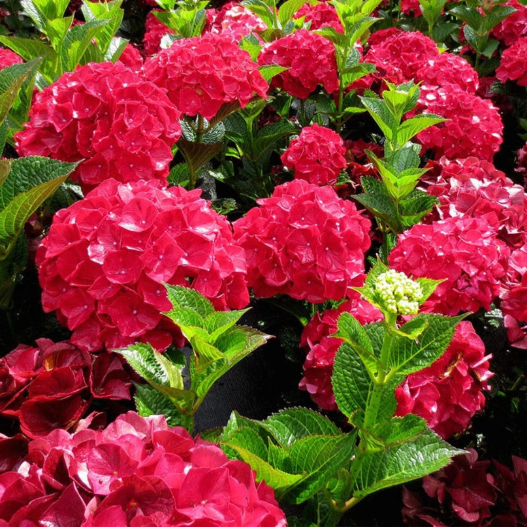 Red Hydrangea Shrub with stunning red blooms