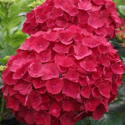 Cardinal Red Hydrangea Displaying Deep Red Blossoms and Green Leaves