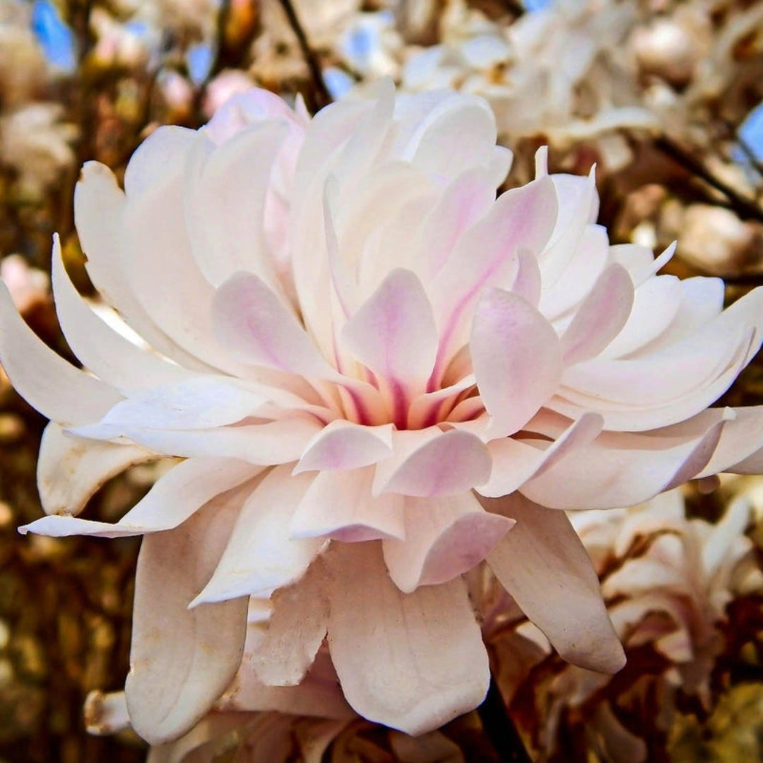 Magnolia Centennial Blush tree with pink spring blooms