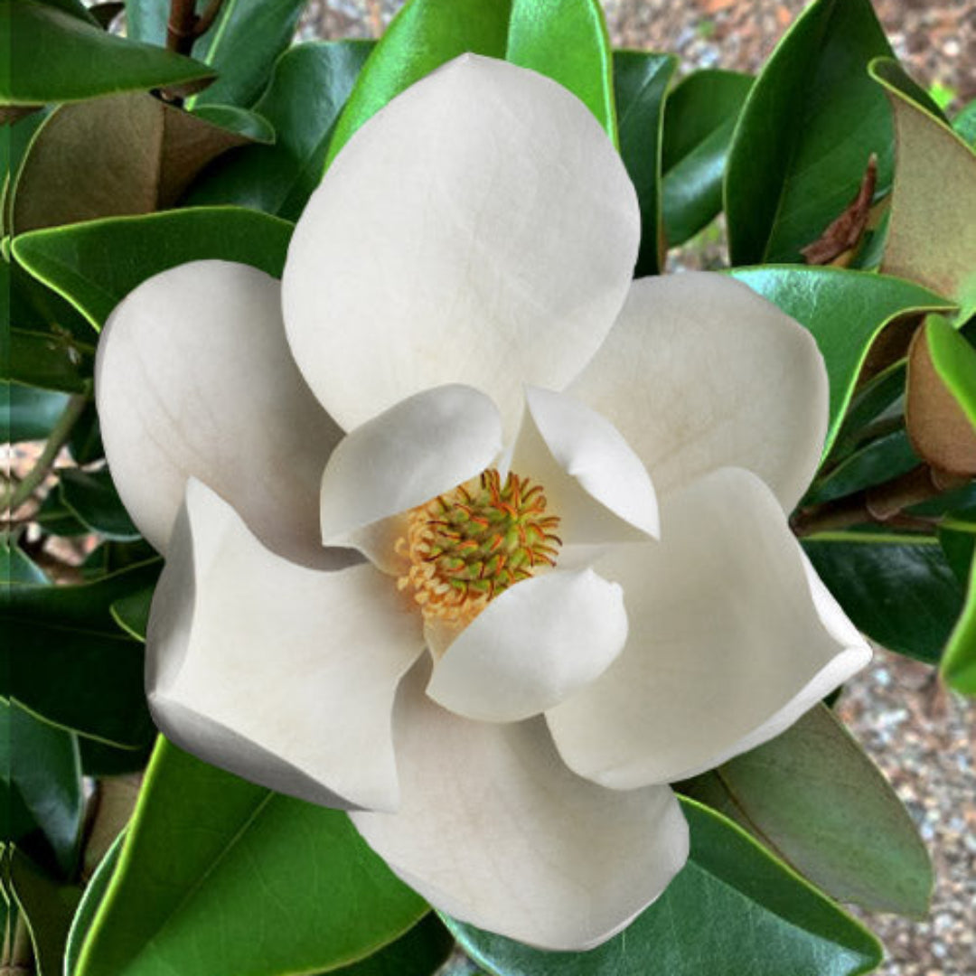 Magnolia Brittany Tree Huge White Flowers