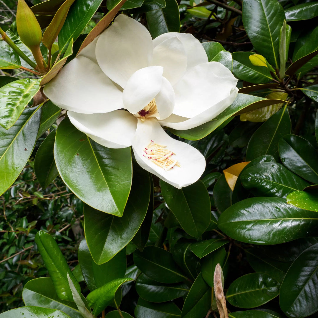 Southern Magnolia a.k.a. Magnolia Grandiflora buy online plants and trees at pixies Gardens.