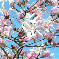 Waterlily Magnolia Tree