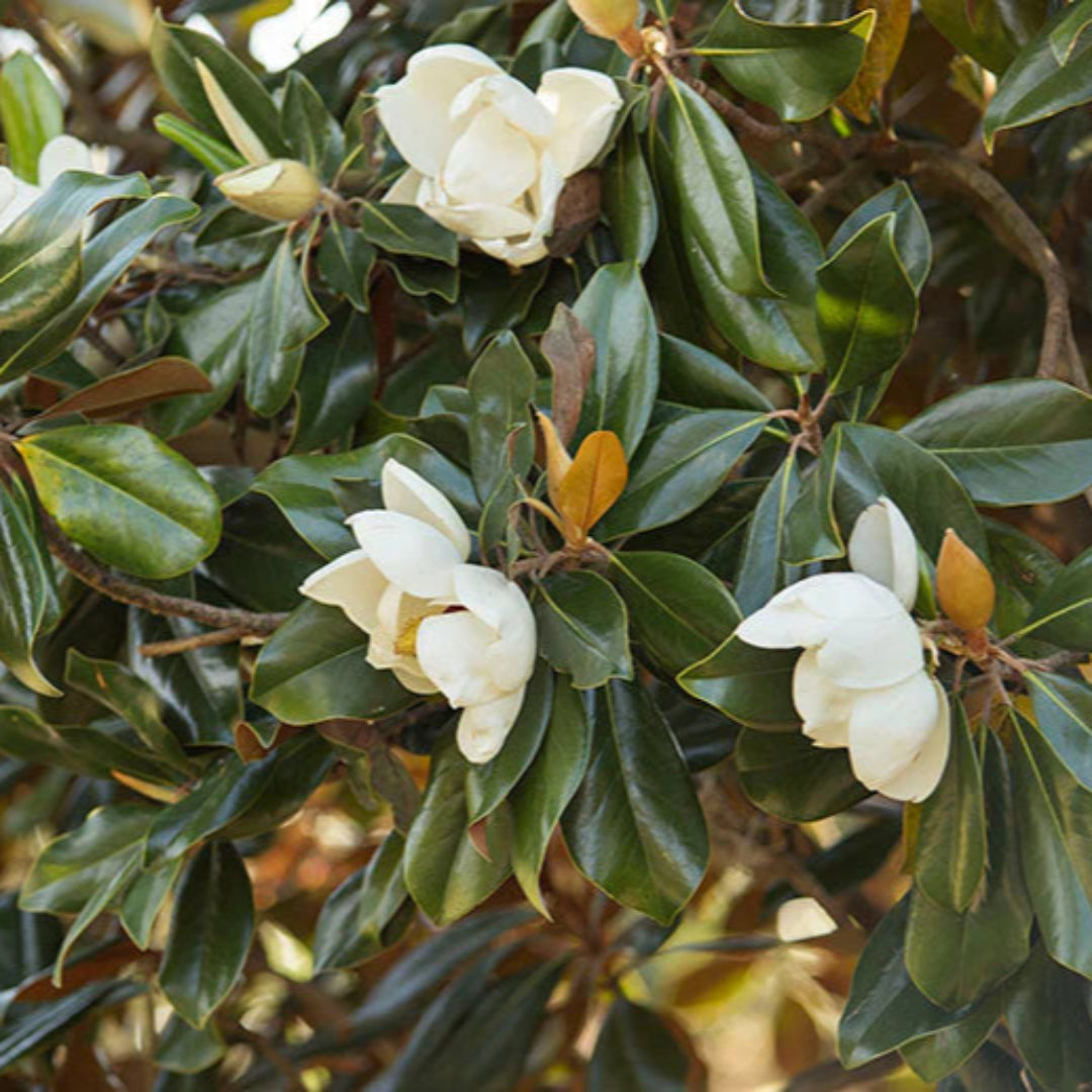 Southern Magnolia a.k.a. Magnolia Grandiflora
