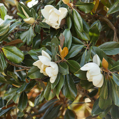Southern Magnolia a.k.a. Magnolia Grandiflora