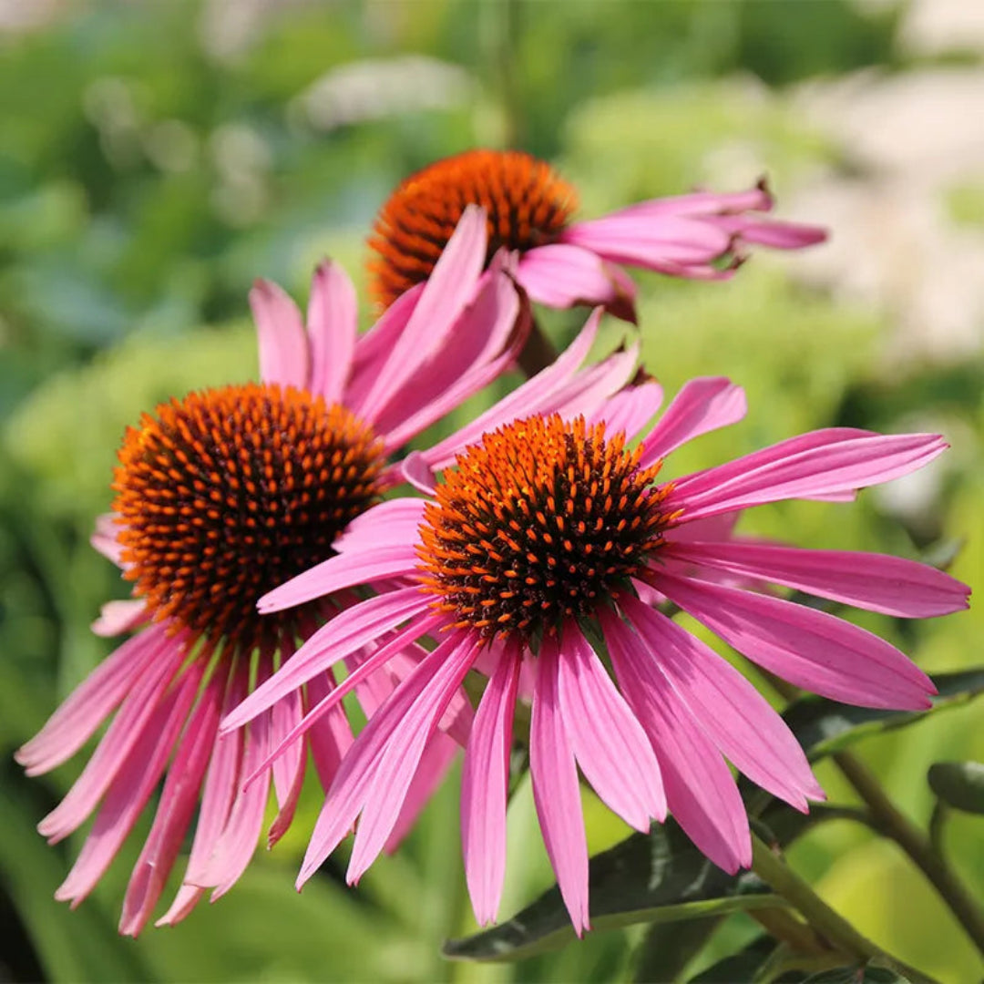 Echinacea Purpurea &