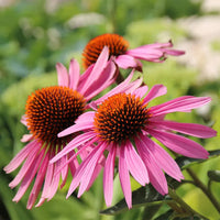 Echinacea Purpurea 'Magnus' Coneflower - [EG]