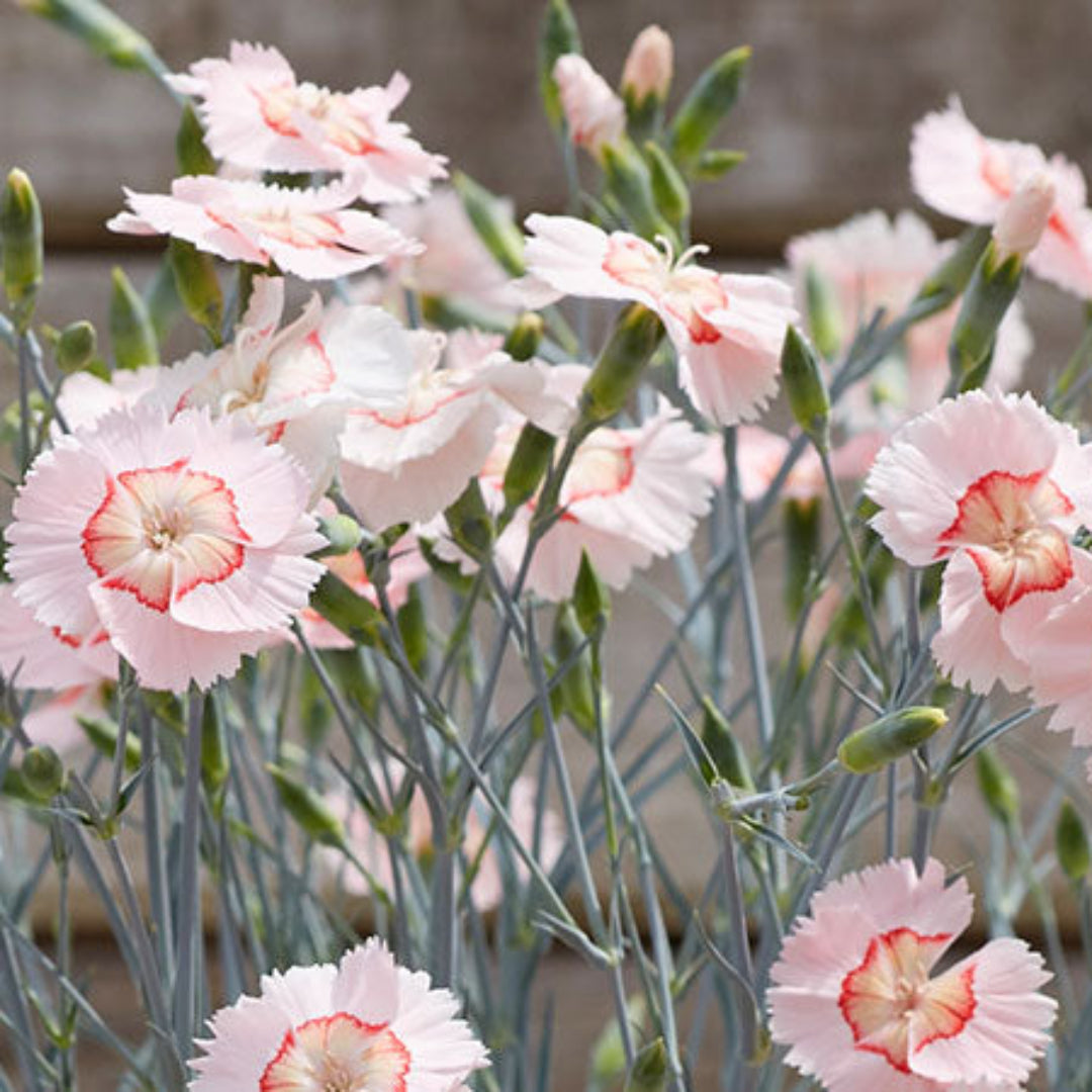 Dianthus American &