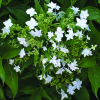 Healthy Hanabi Hydrangea shrub with large white blooms and glossy green leaves