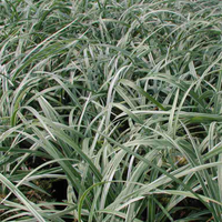 Liriope Spicata 'Silver Dragon'