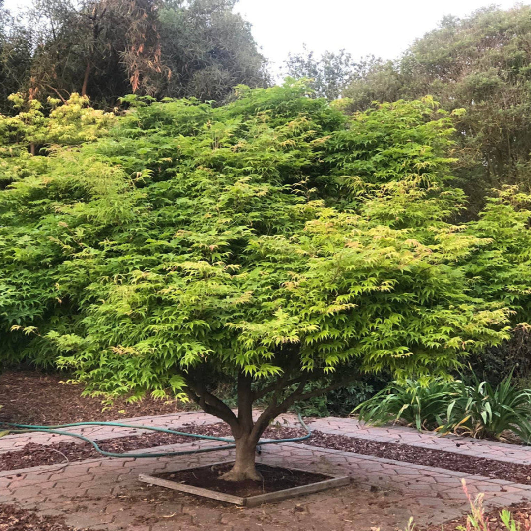 Green Japanese Maple Seedling