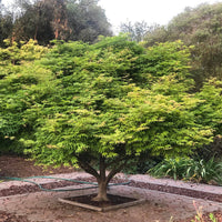 Green Japanese Maple Seedling