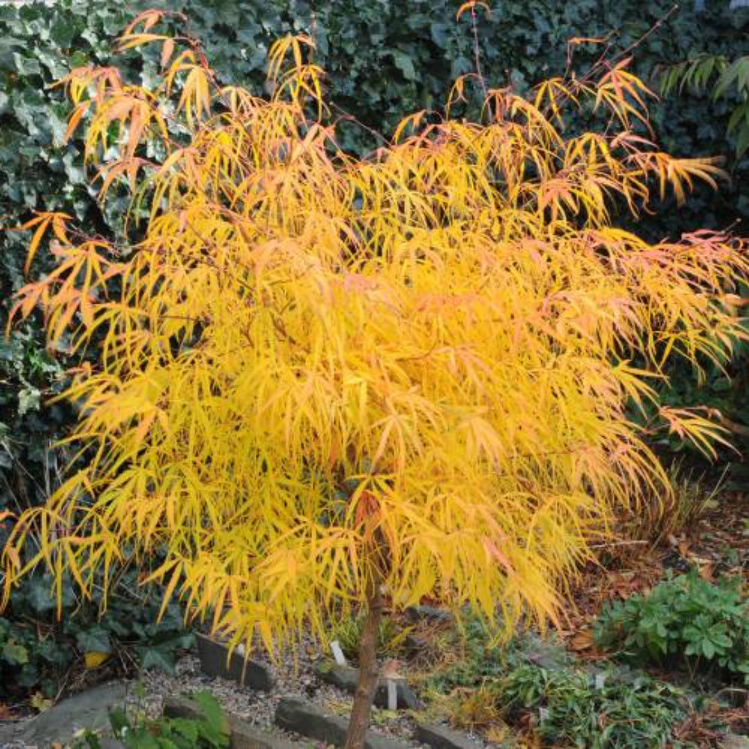 Koto No Ito Japanese Maple