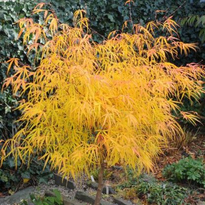 Koto No Ito Japanese Maple