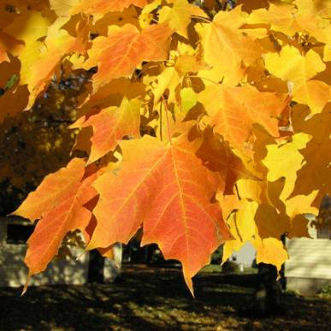 Sugar Maple Tree