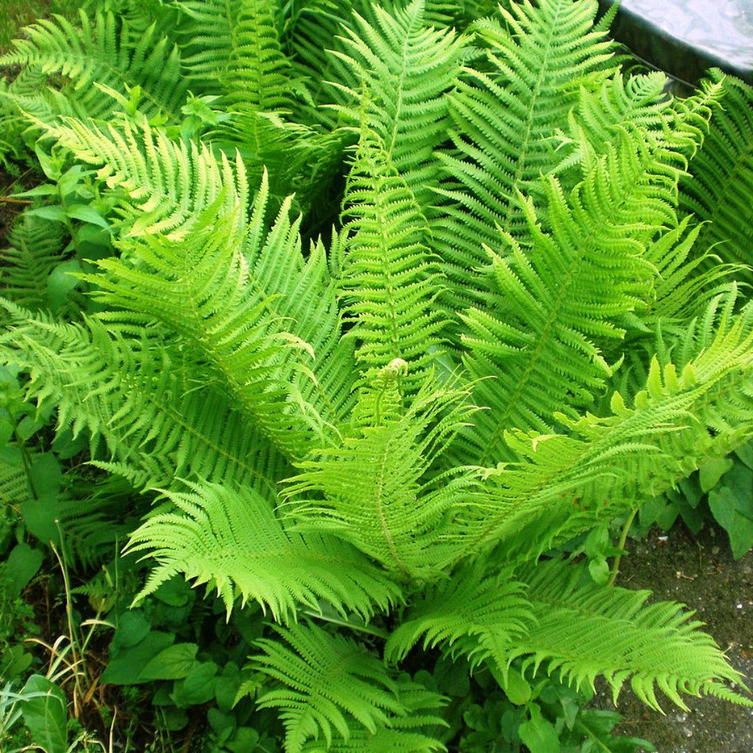 Matteuccia Struthiopteris Ostrich Fern - [CG]