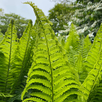 Matteuccia Struthiopteris Ostrich Fern - [CG]