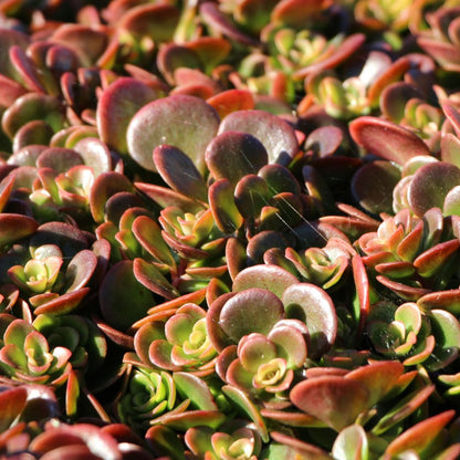 Coral Reef Sedum