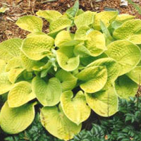 Hosta 'Maui Buttercups'