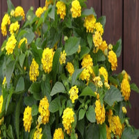 Lantana 'Luscious Royale Lemon Tart' - [EG]