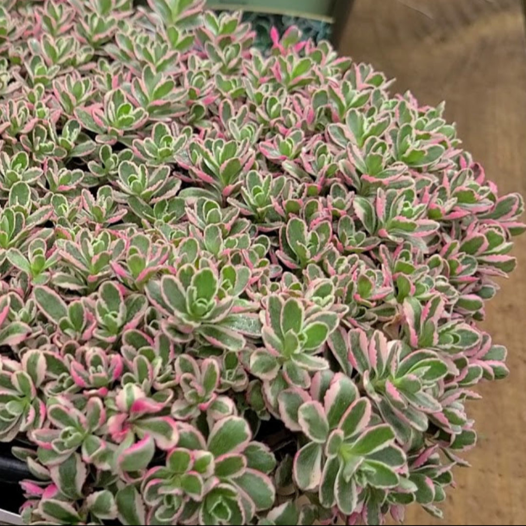 Sedum spurium &