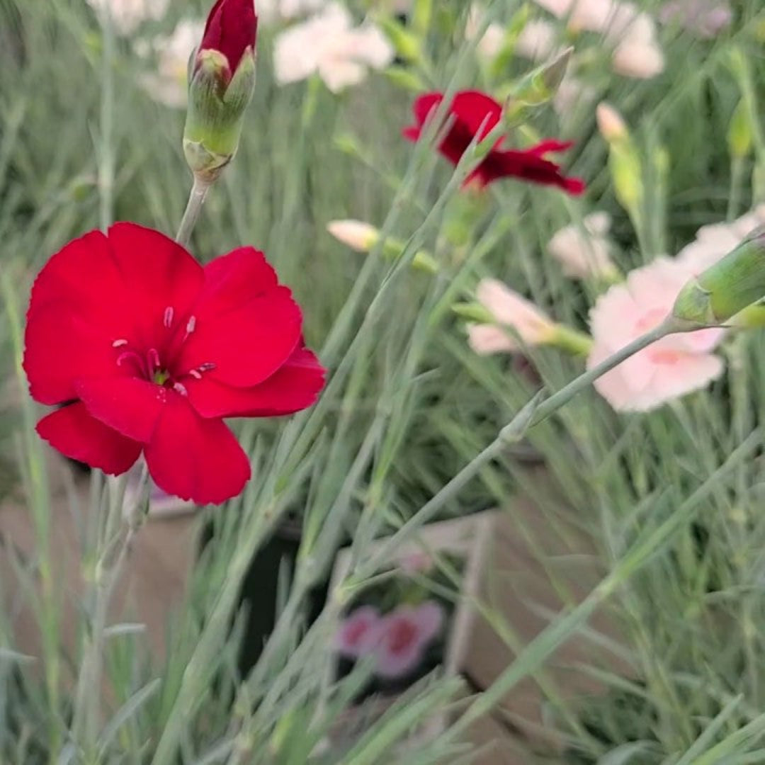 Dianthus American Pie &