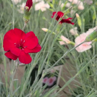 Dianthus American Pie 'Cherry Pie' PP32445 - [EG]
