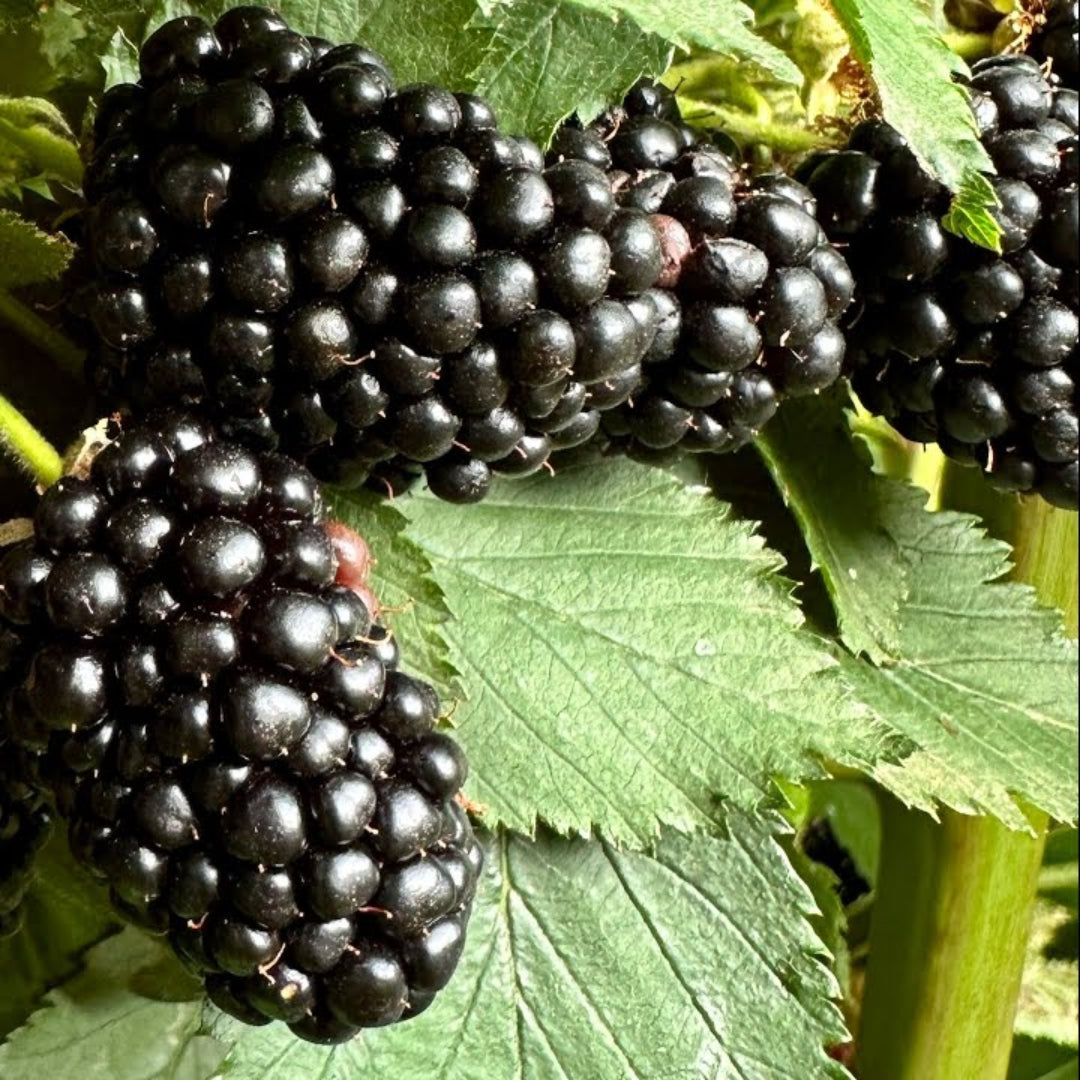 Ponca Thornless Blackberry