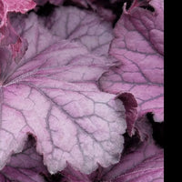Heuchera 'Amethyst Myst' Coral Bells