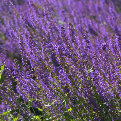 Salvia nemorosa &