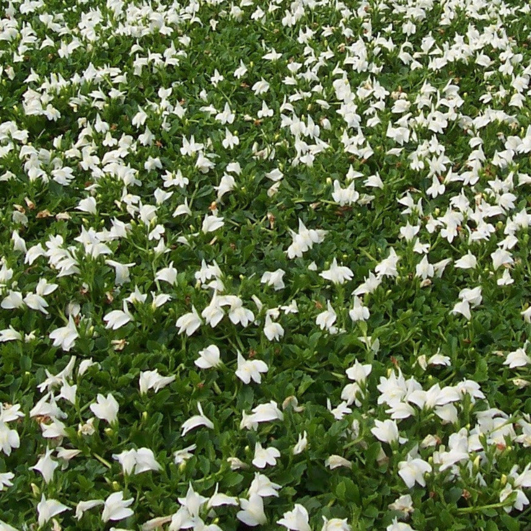 White Mazus reptans spreading groundcover foliage