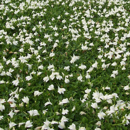 White Mazus reptans spreading groundcover foliage