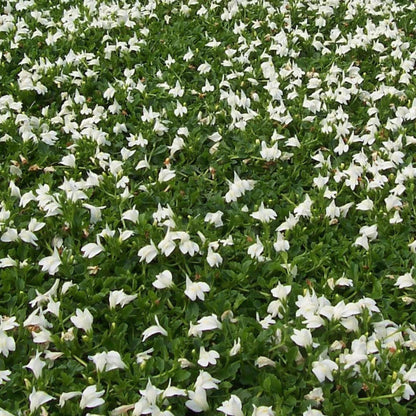 Mazus reptans &