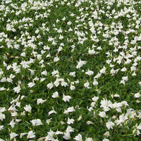 White Mazus reptans spreading groundcover foliage