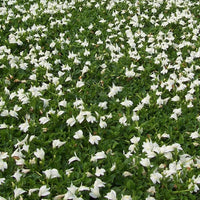 Mazus reptans 'Albus' (White Creeping Mazus) - [EG]
