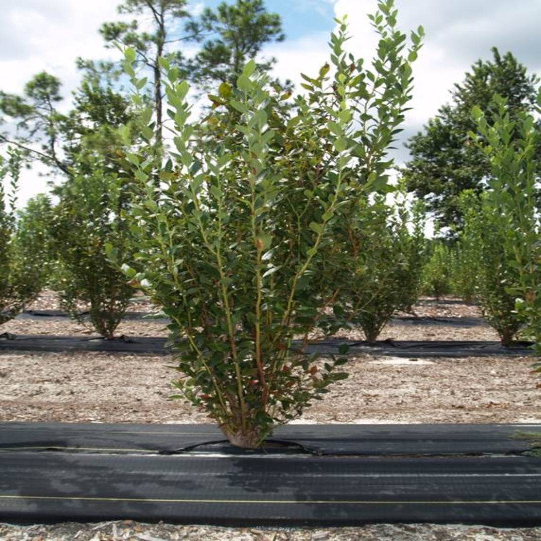 Meadowlark Blueberry Bush