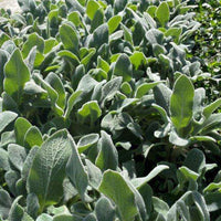 Silver Carpet Lamb's Ear