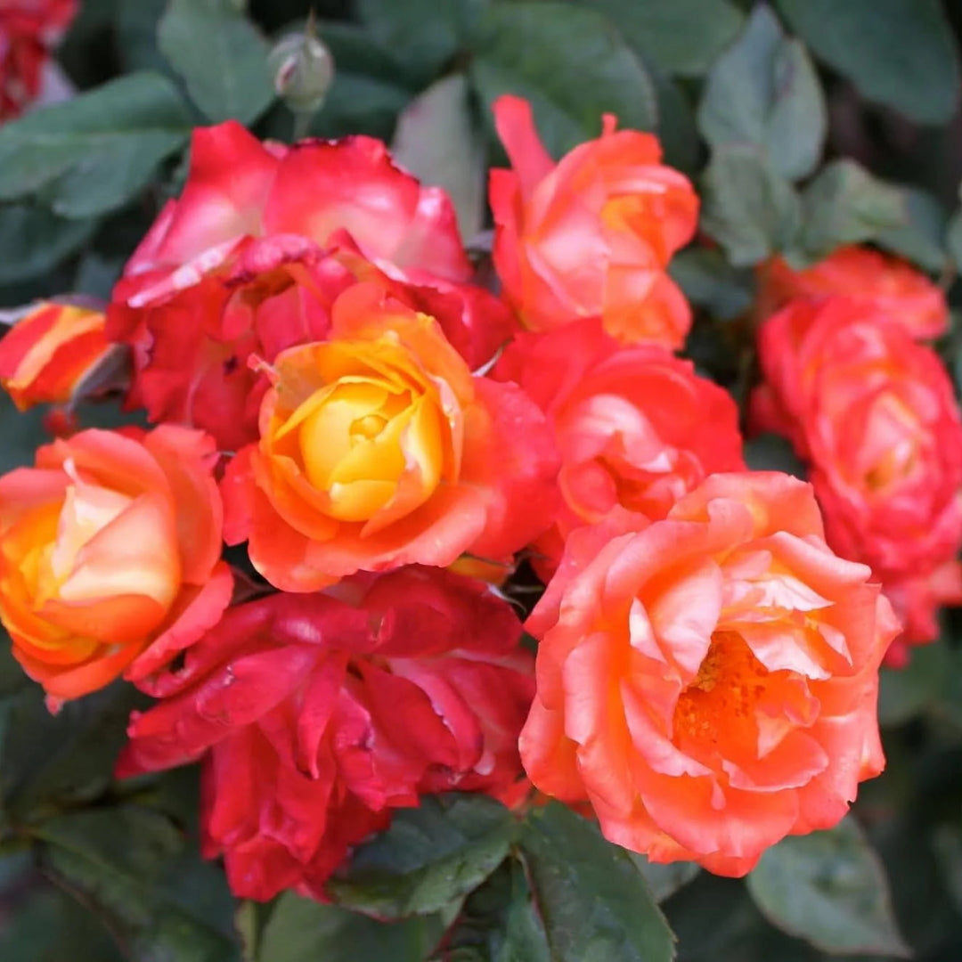 Pinata Climbing Rose