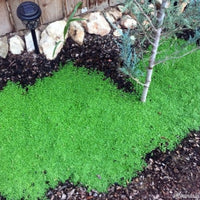 Mentha Requienii Corsican Mint Round 10 count flat of 4.5" pots - [EG]